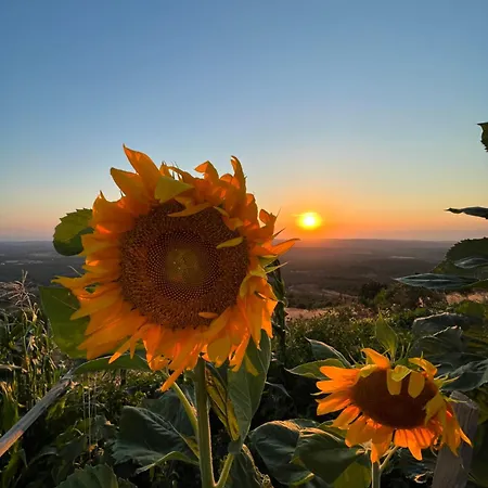 Otel Marlo 12 Adult Only Ayvalı