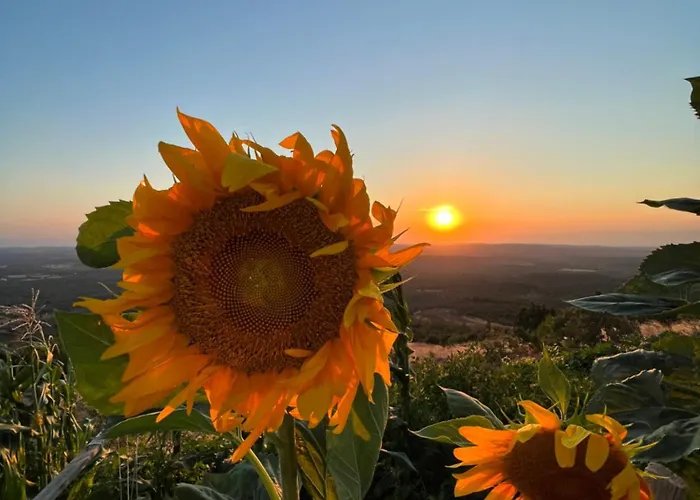 ホテル Marlo 12 Adult Only Ayvalı